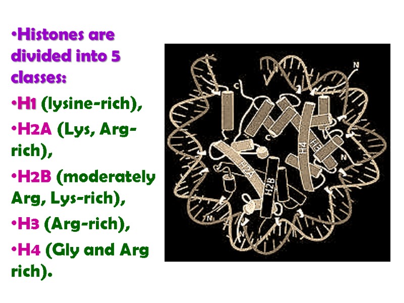 Histones are divided into 5 classes:  H1 (lysine-rich),  H2A (Lys, Arg-rich), 